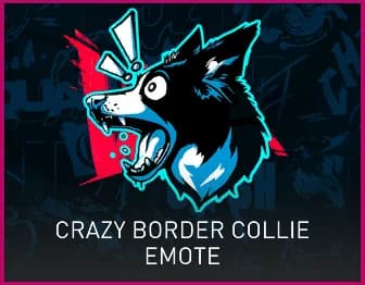 Crazy Border Collie