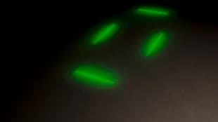 Blinking Green Underglow